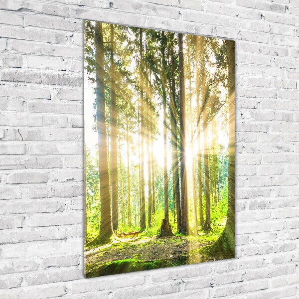 Wall art acrylic The sun in the forest