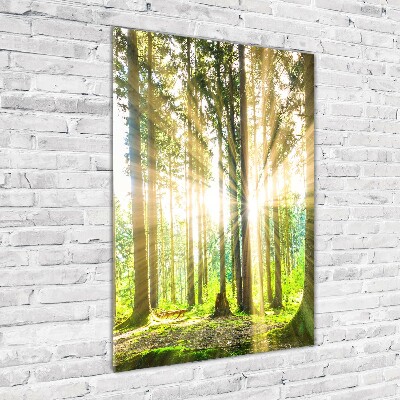 Wall art acrylic The sun in the forest