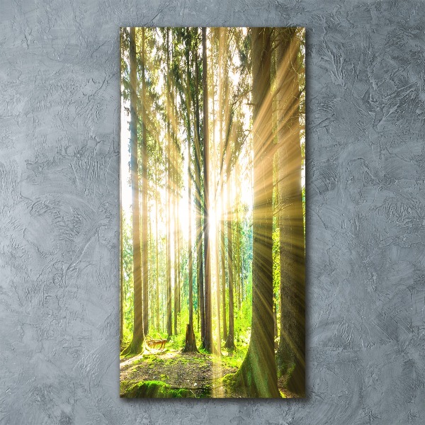 Wall art acrylic The sun in the forest