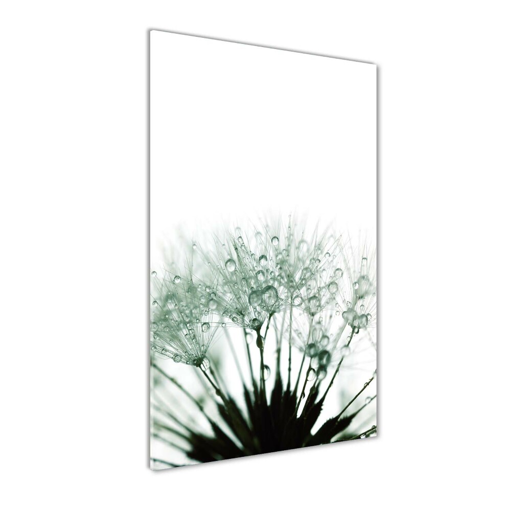 Acrylic glass print Dandelion seeds