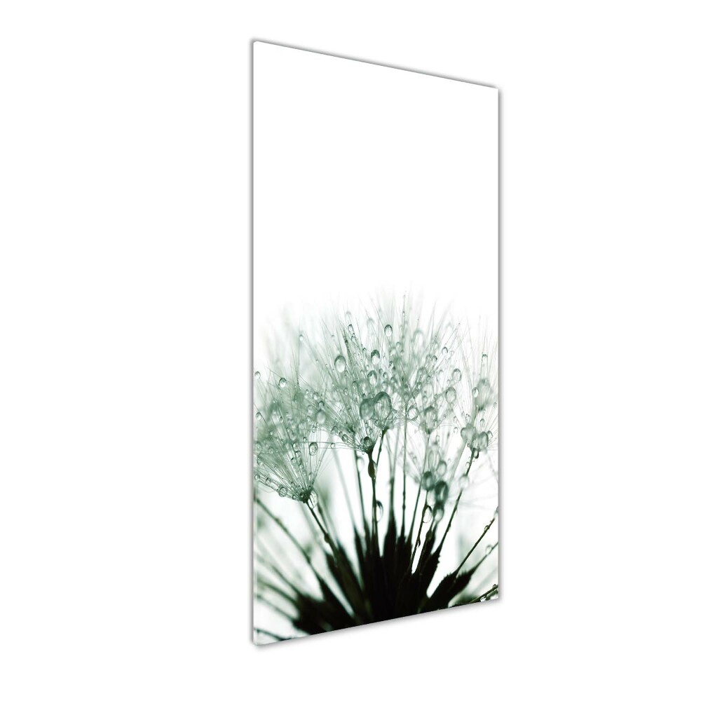 Acrylic glass print Dandelion seeds