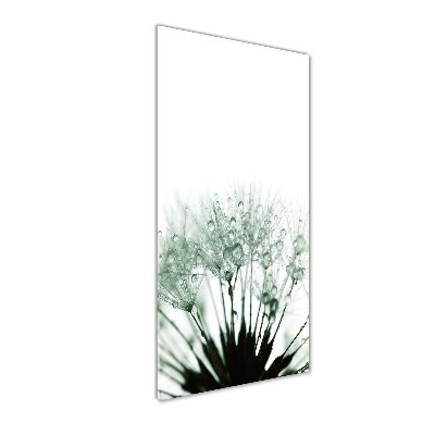 Acrylic glass print Dandelion seeds