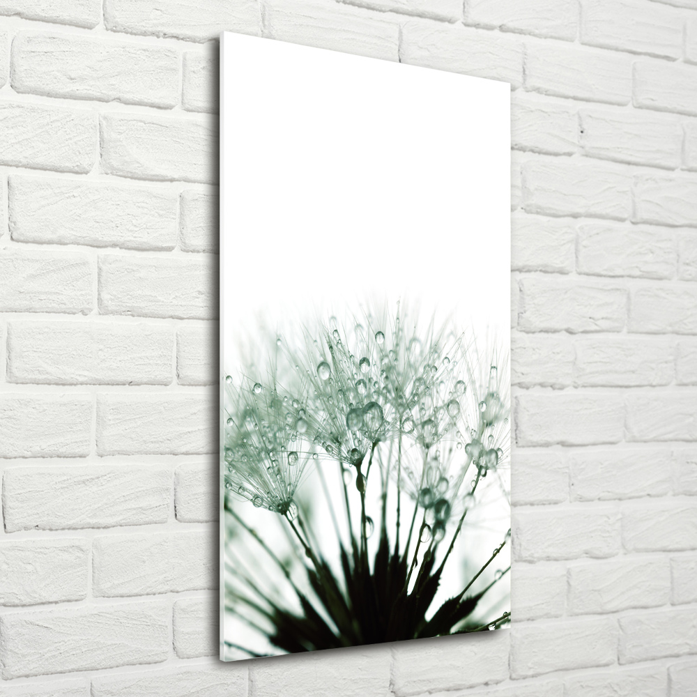 Acrylic glass print Dandelion seeds