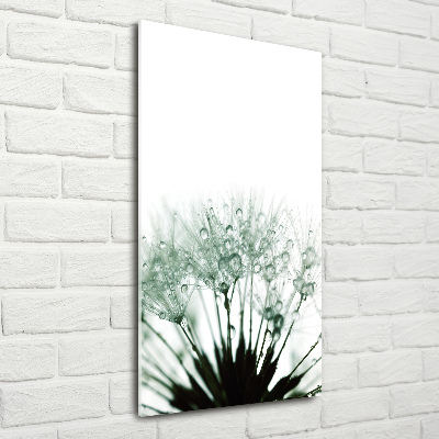 Acrylic glass print Dandelion seeds