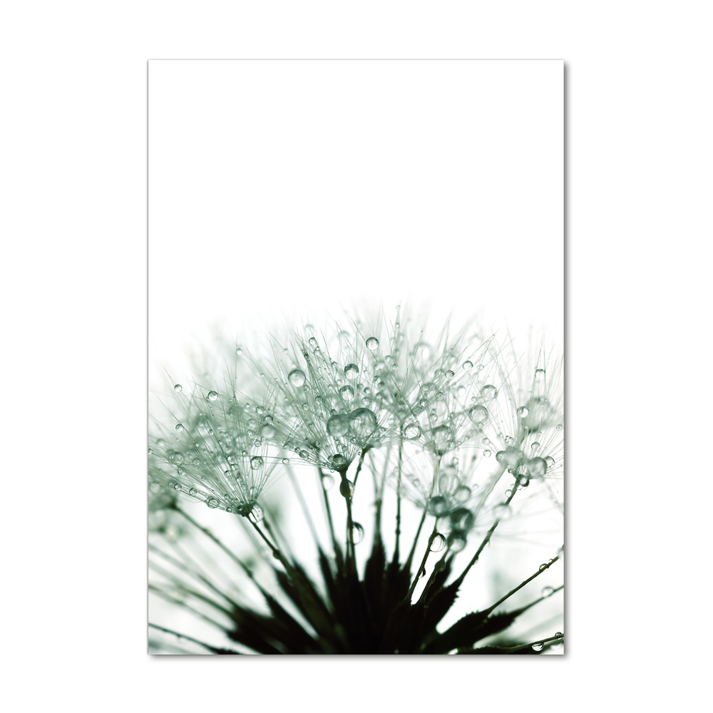 Acrylic glass print Dandelion seeds