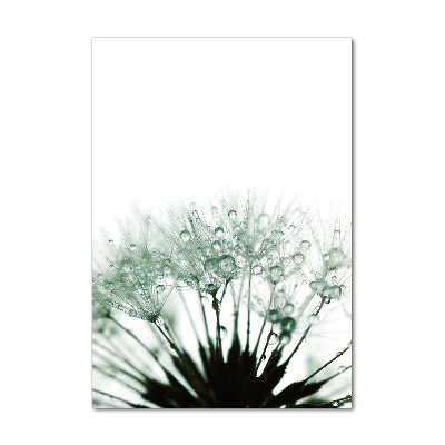 Acrylic glass print Dandelion seeds