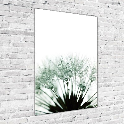 Acrylic glass print Dandelion seeds