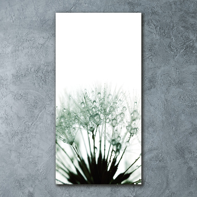 Acrylic glass print Dandelion seeds