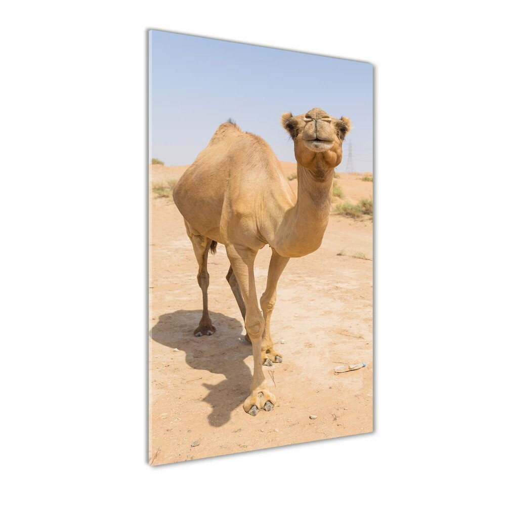 Acrylic wall art A camel in the desert