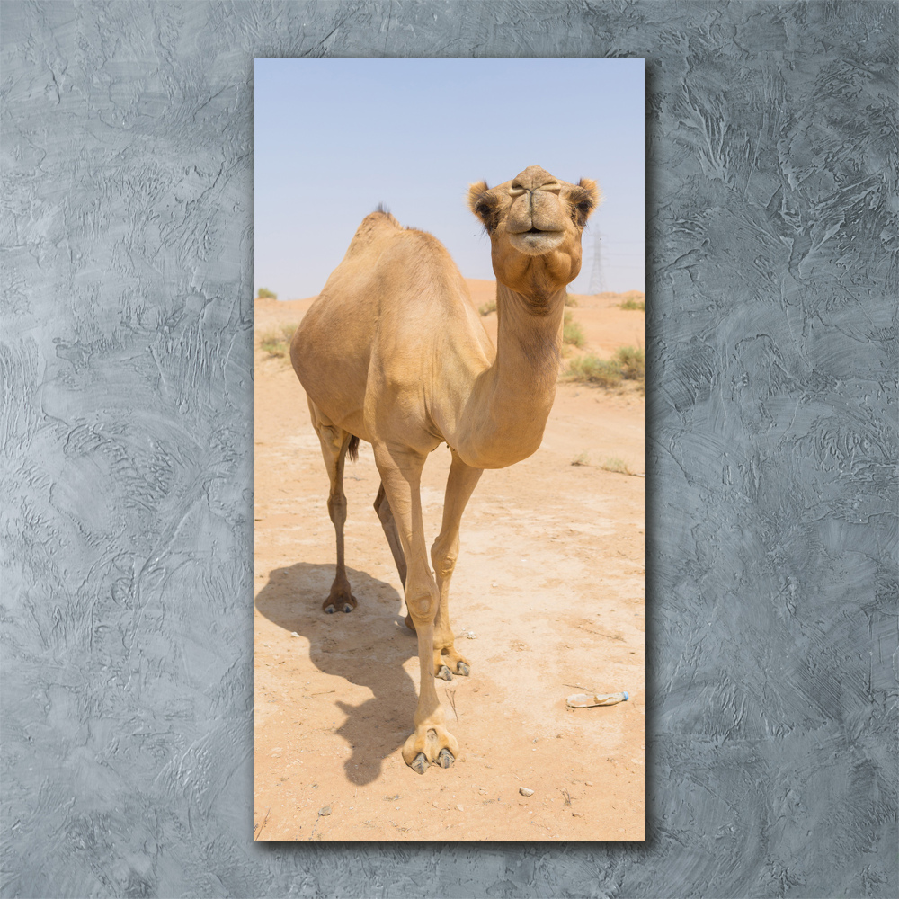 Acrylic wall art A camel in the desert