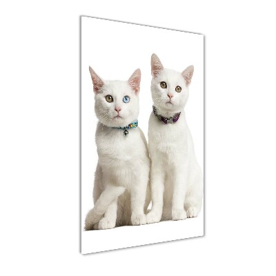 Print on acrylic Two white cats