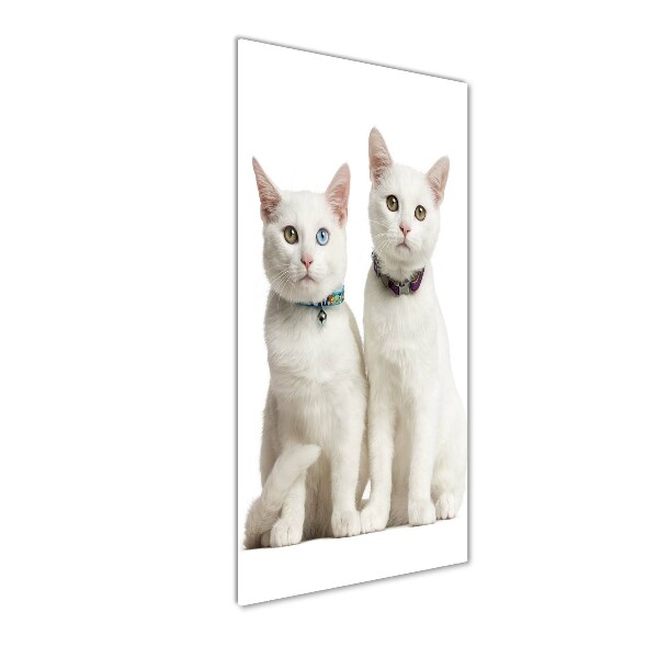 Print on acrylic Two white cats