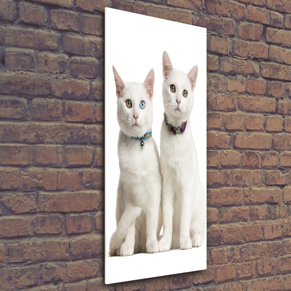 Print on acrylic Two white cats