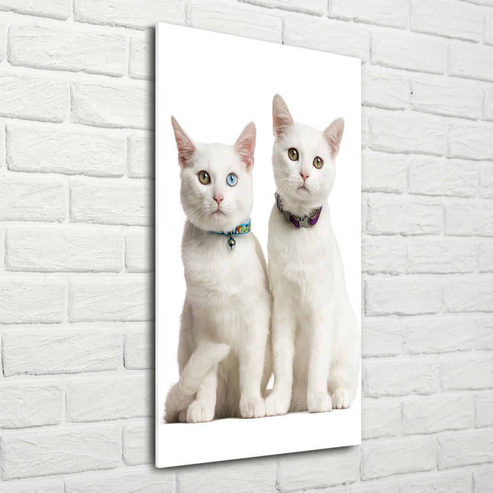 Print on acrylic Two white cats