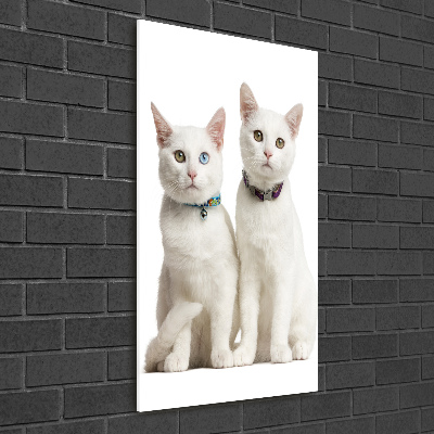 Print on acrylic Two white cats