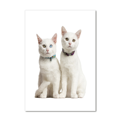 Print on acrylic Two white cats