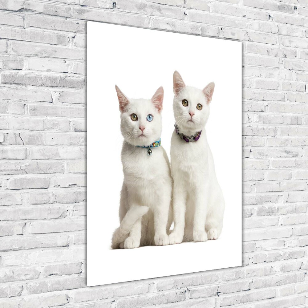 Print on acrylic Two white cats