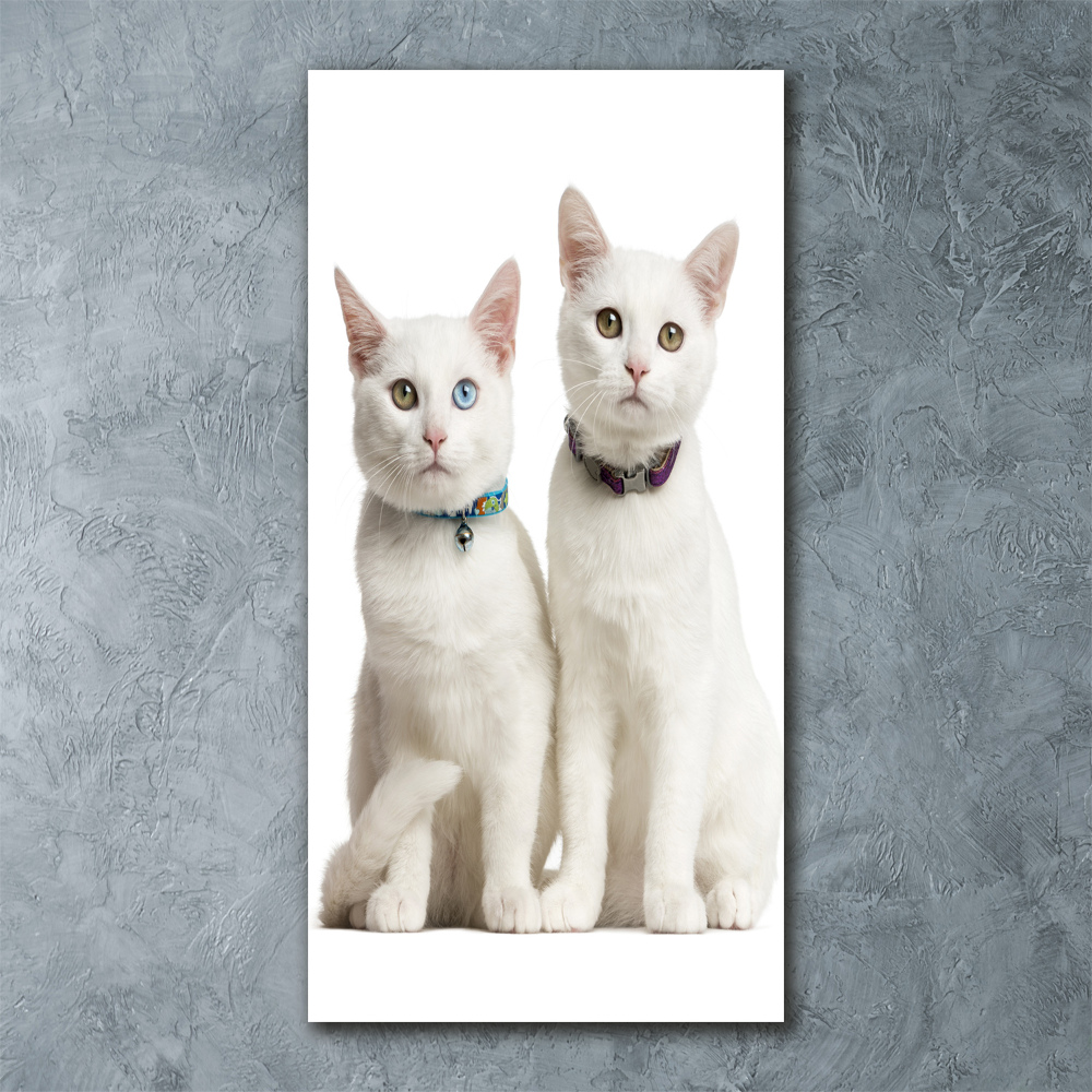 Print on acrylic Two white cats