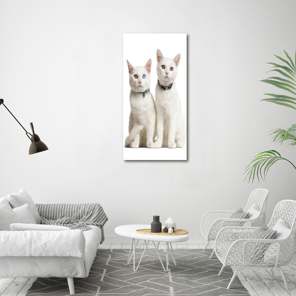 Print on acrylic Two white cats