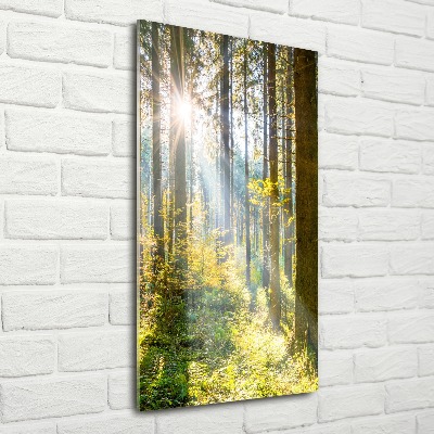 Print on acrylic The sun in the forest