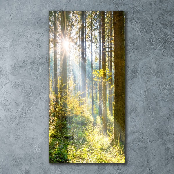 Print on acrylic The sun in the forest