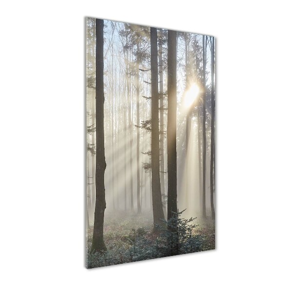 Fog in the forest