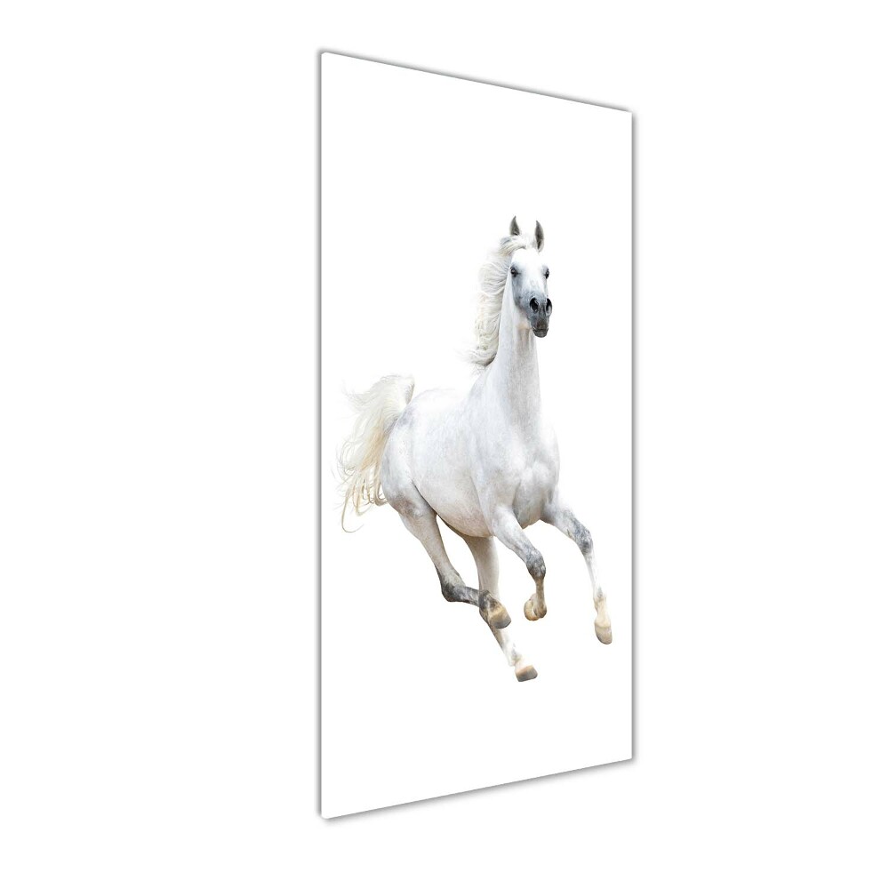 Print on acrylic White horse at a gallop