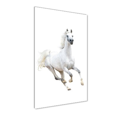 Print on acrylic White horse at a gallop