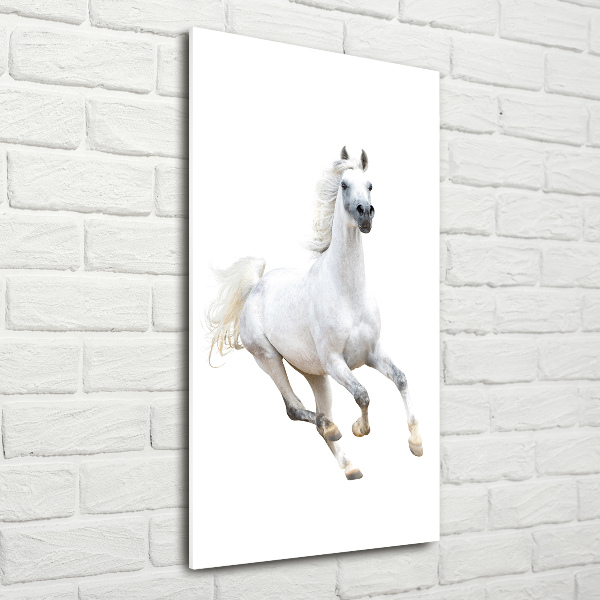 Print on acrylic White horse at a gallop