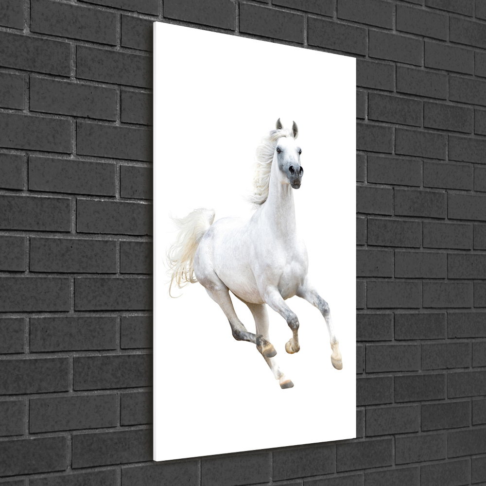 Print on acrylic White horse at a gallop