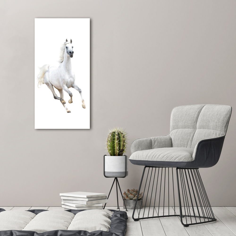 Print on acrylic White horse at a gallop