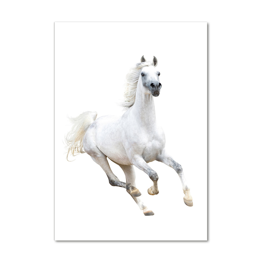 Print on acrylic White horse at a gallop