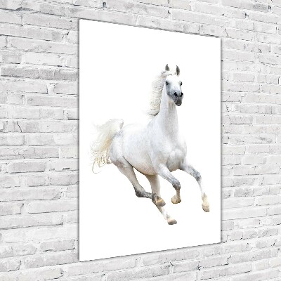 Print on acrylic White horse at a gallop