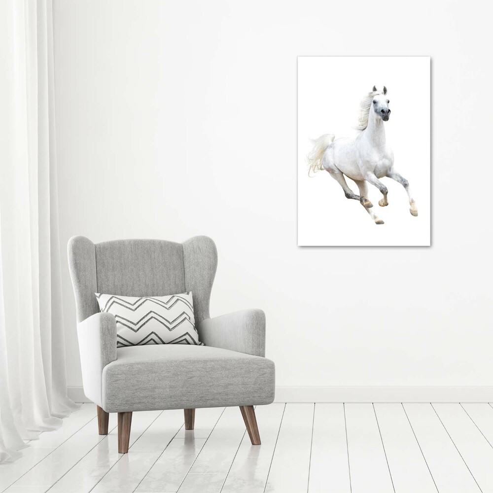 Print on acrylic White horse at a gallop