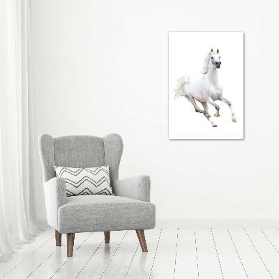 Print on acrylic White horse at a gallop