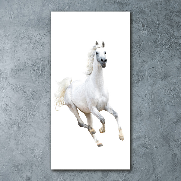 Print on acrylic White horse at a gallop