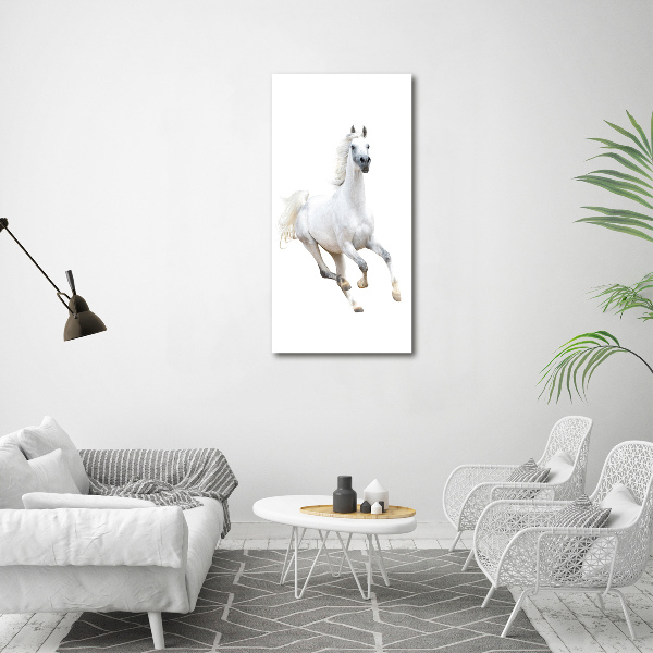 Print on acrylic White horse at a gallop