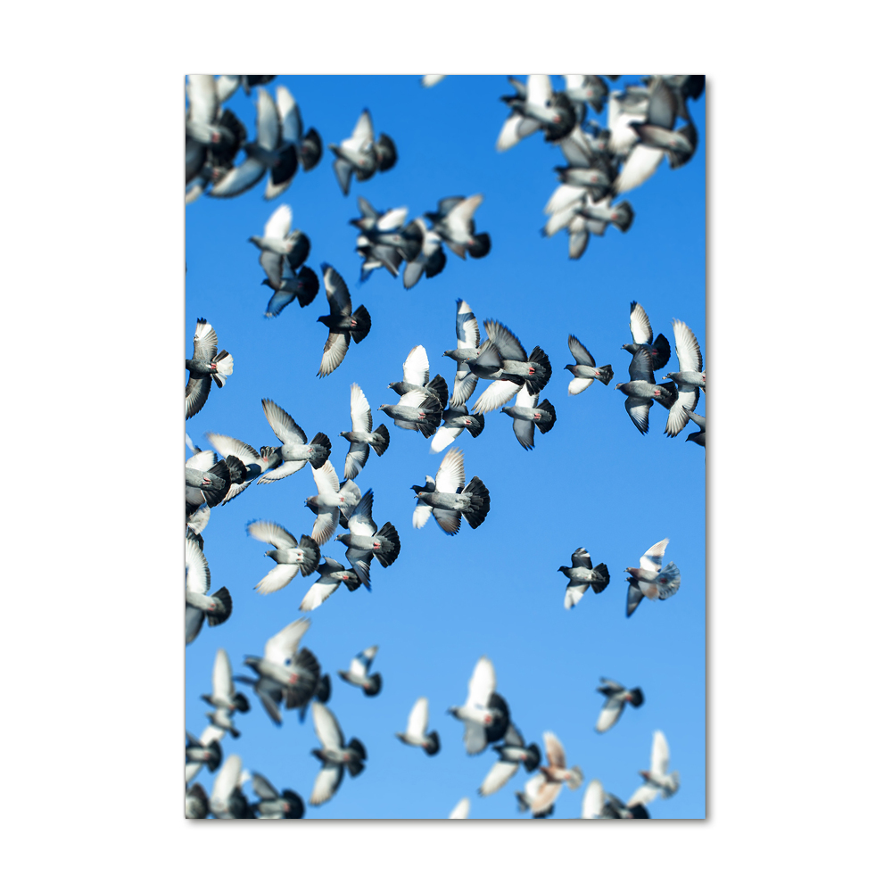 Wall art acrylic Pigeons in the sky