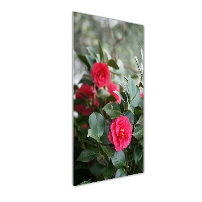 Print on acrylic Camellia