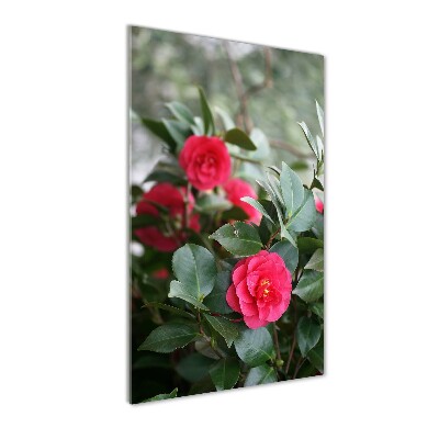 Print on acrylic Camellia