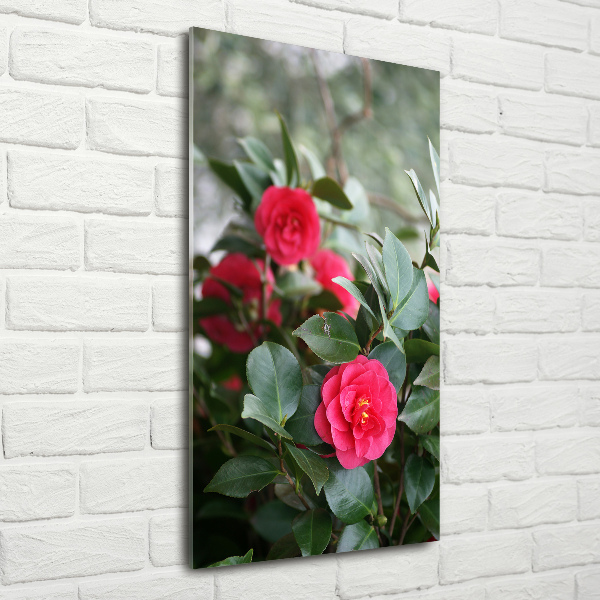 Print on acrylic Camellia