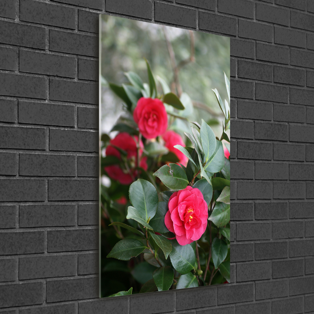 Print on acrylic Camellia