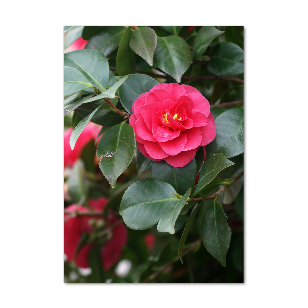 Print on acrylic Camellia