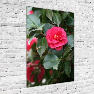 Print on acrylic Camellia