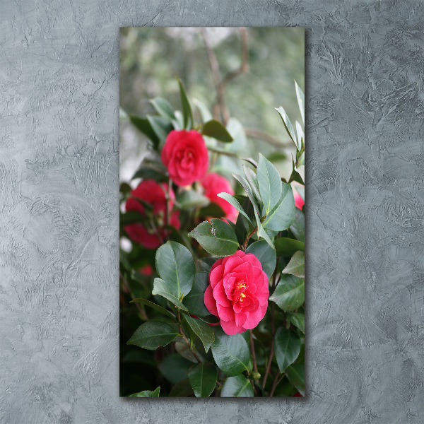 Print on acrylic Camellia