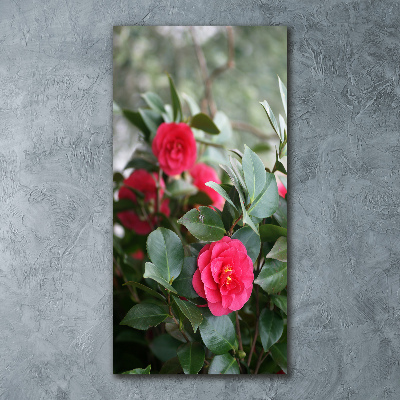 Print on acrylic Camellia