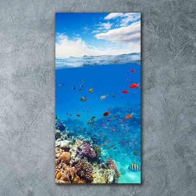 Acrylic print Coral reef