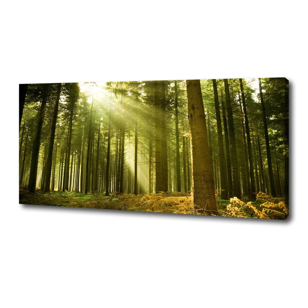 Canvas wall art a pine forest