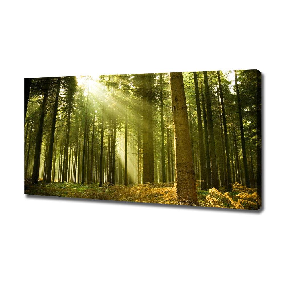 Canvas wall art a pine forest