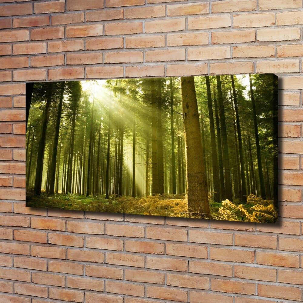 Canvas wall art a pine forest